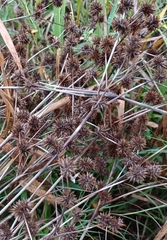 Juncus validus