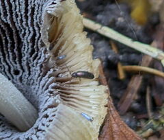 Tomocerinae