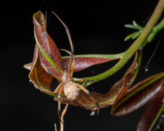 Latrodectus geometricus