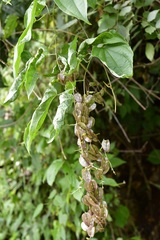 Dioscorea spiculiflora