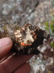 Solorina crocea