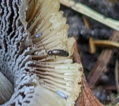 Tomocerinae