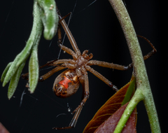Latrodectus geometricus
