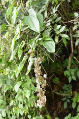Dioscorea spiculiflora
