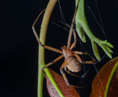 Latrodectus geometricus