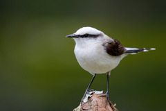 Fluvicola nengeta
