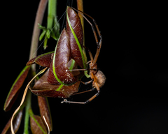 Latrodectus geometricus