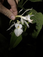 Trichopilia fragrans