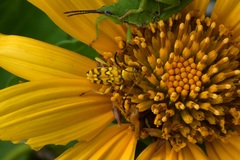 Ochraethes pollinosus