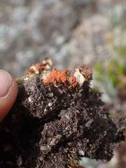 Solorina crocea