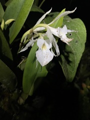 Trichopilia fragrans