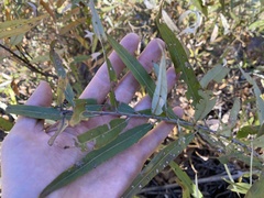 Salix caroliniana