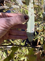 Salix caroliniana