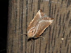 Arachnographa micrastrella