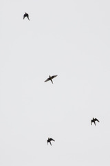 Aratinga auricapillus