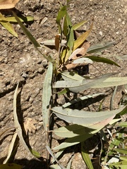 Salix caroliniana