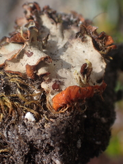 Solorina crocea