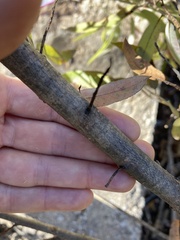 Salix caroliniana