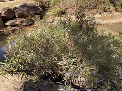 Salix caroliniana
