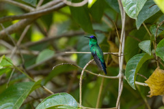 Thalurania glaucopis