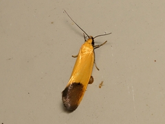Merocroca automima