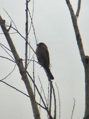 Haemorhous mexicanus