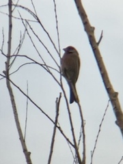 Haemorhous mexicanus