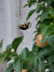 Neoscona orizabensis