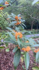 Osmanthus fragrans