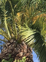 Phoenix canariensis