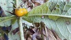 Triosteum perfoliatum