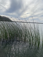 Schoenoplectus acutus