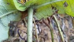 Triosteum perfoliatum