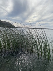 Schoenoplectus acutus