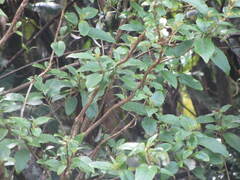 Fuchsia excorticata