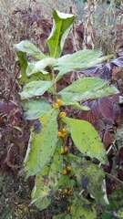 Triosteum perfoliatum