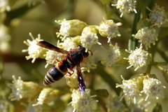 Euodynerus hidalgo hidalgo