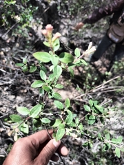 Ageratina glabrata