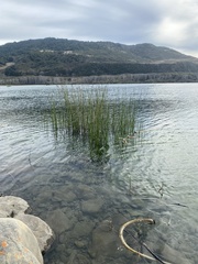 Schoenoplectus acutus