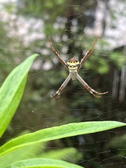 Argiope aetherea