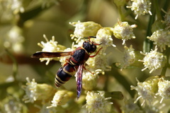 Euodynerus hidalgo hidalgo