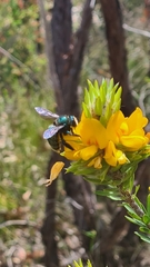 Xylocopa bombylans