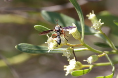 Physocephala marginata