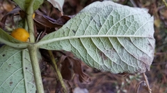 Triosteum perfoliatum