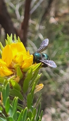 Xylocopa bombylans