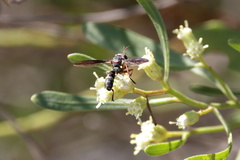 Physocephala marginata