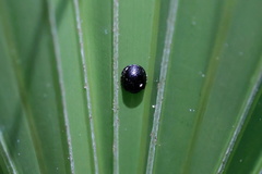 Hemisphaerota cyanea
