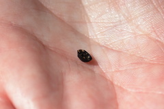 Hemisphaerota cyanea