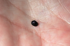 Hemisphaerota cyanea