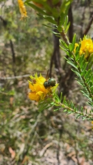 Xylocopa bombylans